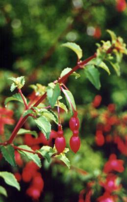 Irland, das Land der Fuchsien, Palmen und der Rhododendren